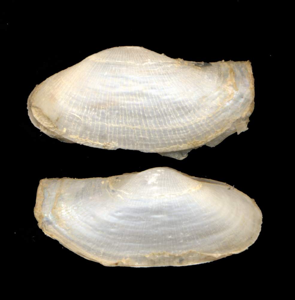 Lyonsia norvegica